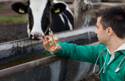 Smród na wsi to normalna rzecz - nowa ustawa ochroni rolników