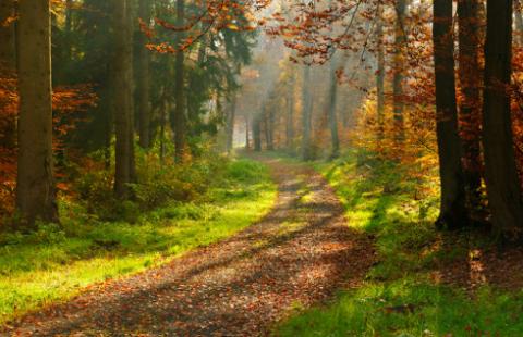 Nadleśniczy mają bliżej współpracować z gminami i województwami