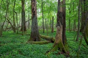 Brak porozumienia ws. wylesiania. Państwa UE nie poparły poprawek Parlamentu