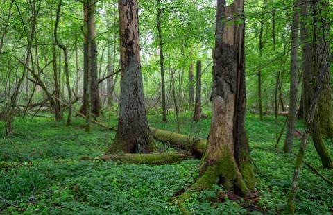 Brak porozumienia ws. wylesiania. Państwa UE nie poparły poprawek Parlamentu