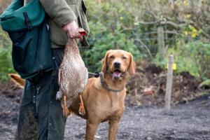 NSA: Pozwolenia na broń nie dostanie ten, kto zabił psa