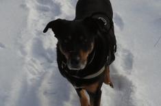 Gminy zaniedbują obowiązki związane ze zwalczaniem bezdomności zwierząt