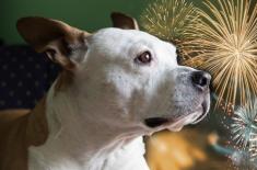 Za odpalanie fajerwerków można dostać mandat