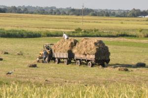 Dopłaty dla rolników zależne od przestrzegania prawa pracy