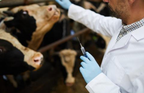 MRiRW: Polska nadal wolna od pryszczycy, ale niezbędna prewencja