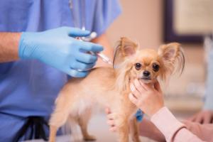 Suczka pogryziona, właściciel rezygnuje z urlopu, otrzyma 614 zł