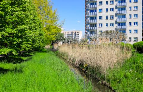 NSA: Odszkodowanie za usunięcie drzew obejmuje koszty odtworzenia trawnika