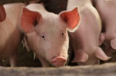 SN: Zabijający zwierzęta nie mogą ich posiadać, ani przy nich pracować