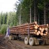 Zmiany dotyczące drewna energetycznego już obowiązują