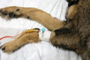 SO: Przeszczep nerki u psa - zabieg poza ustawą