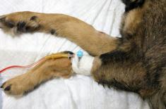 SO: Przeszczep nerki u psa - zabieg poza ustawą