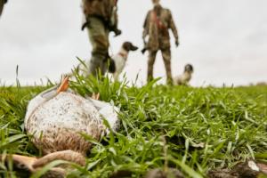 Kto i kiedy strzela? Trudna droga do informacji o polowaniach