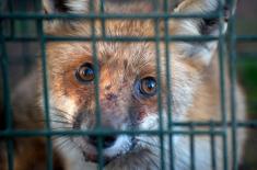 Możliwa jest likwidacja ferm futrzarskich do 2033 roku