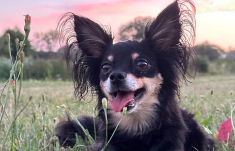 Szczekanie dzieli sąsiadów. RPO chce zmian w prawie, by gminy mogły reagować