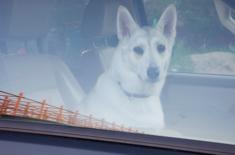 TSUE: Zwierzęta domowe traktowane w samolocie jak bagaż