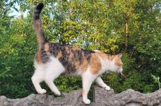 Kocie sprawy coraz częściej trafiają na wokandy