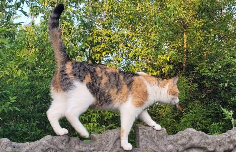 Kocie sprawy coraz częściej trafiają na wokandy