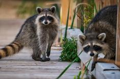 Szop pracz kontra samorządy - gminy apelują o wsparcie