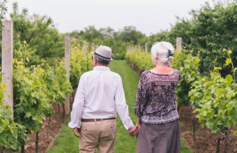 Rekompensaty za przymrozki – wnioski jedynie do 21 grudnia