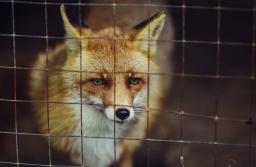 Apel do prezydenta o podpisanie ustawy prozwierzęcej