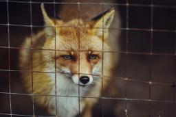 Prezydent podpisał zakaz hodowli zwierząt na futra, ale tzw. ustawę łańcuchową zawetował