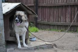 Weto do ustawy łańcuchowej podtrzymane