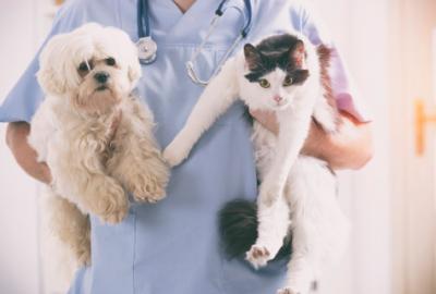 Za nieleczenie psa można trafić za kratki