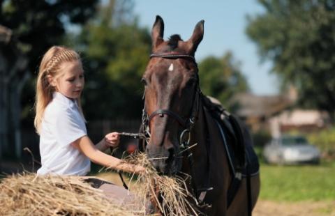 Pensjonat dla koni a zwolnienie z VAT