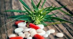 Konopie niszczą młodym kartotekę i zdrowie