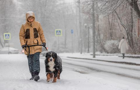 Minister ma zakazać psom szczekać?