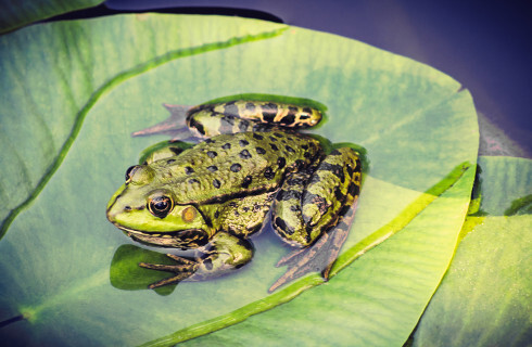 Ruszyła akcja ochrony płazów w Podlaskiem