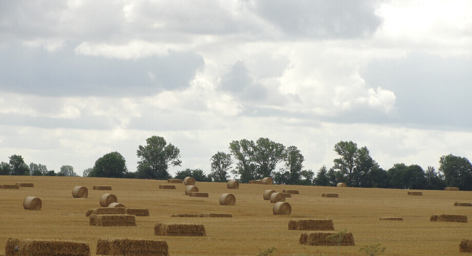 Komisje suszowe w gminach działają