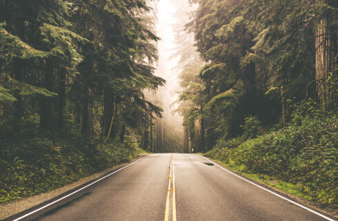 Gmina zapłaci, bo nie wycięła suchej gałęzi przy ulicy