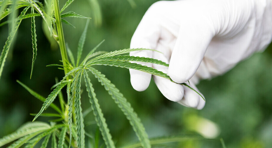 Lekarze obawiają się przepisywać preparaty z medycznej marihuany