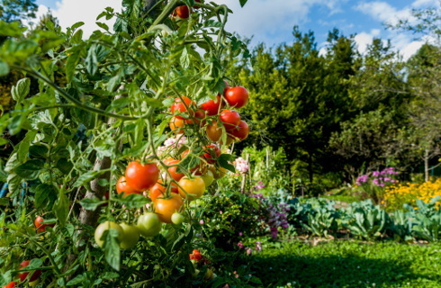 NSA: Zakup ogródka działkowego to nie zaspokojenie celów mieszkalnych