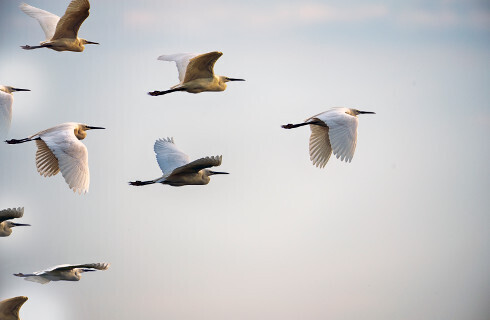 ptaki skrzydla czaple