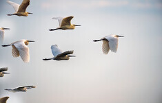 ptaki skrzydla czaple