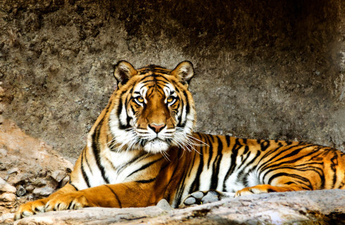 Transport zwierząt bez odpowiedniej kontroli