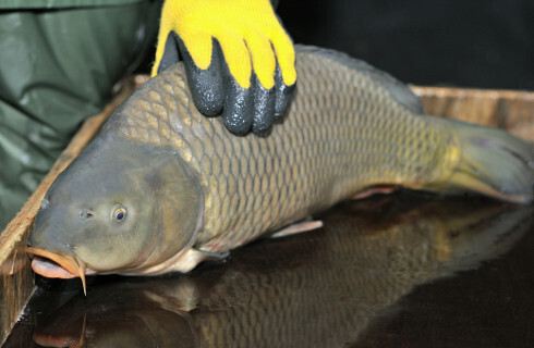 Po wyroku SN sprzedawcy ukarani za znęcanie się nad karpiami