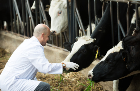 Zakaz sprowadzania zwierząt z Węgier w obawie przed pryszczycą
