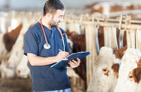 krowa obora weterynarz