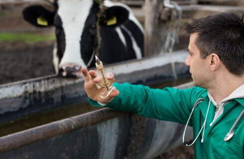 W trakcie kwarantanny rolnika jego zwierzętami ma się zająć gmina