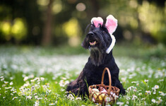 swieta wielkanoc jajka pies