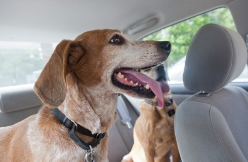 pies w samochodzie