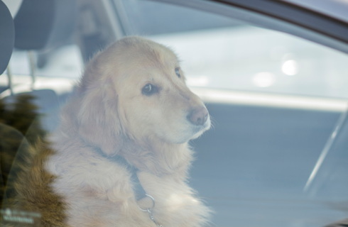 Nikt nie sprawdza przestrzegania zakazu posiadania zwierząt