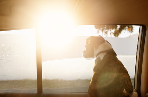 SN: Sędzia może stracić immunitet za znęcanie się nad psem