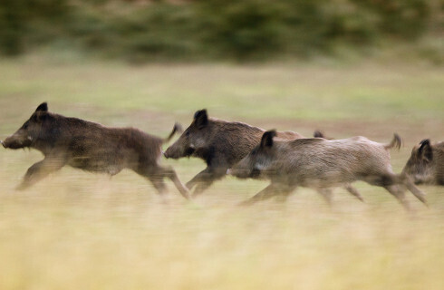 SN: Szkody łowieckie - do sądu, nawet bez protokołu szacowania