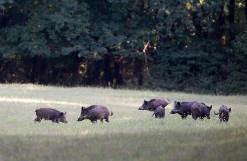 Skarb Państwa nie jest stroną procesu dotyczącego wysokości odszkodowania za szkody łowieckie