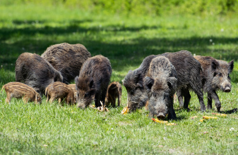 dziki dzika swinia