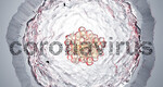koronawirus
